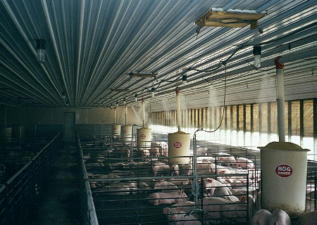 Hittestress veestallen